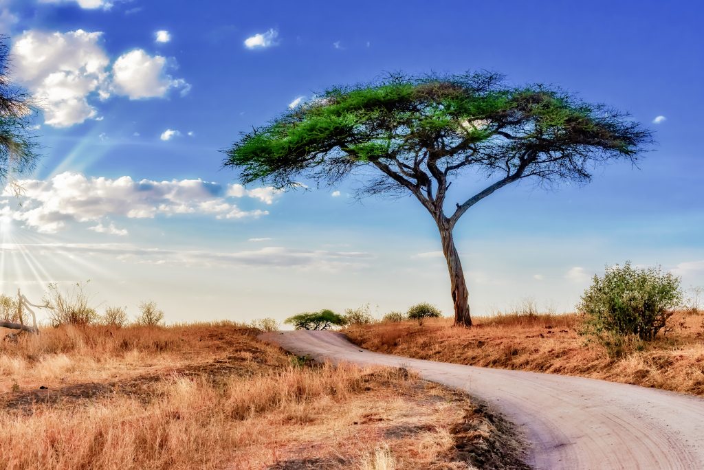 What to Expect on Your First Tanzania Safari
