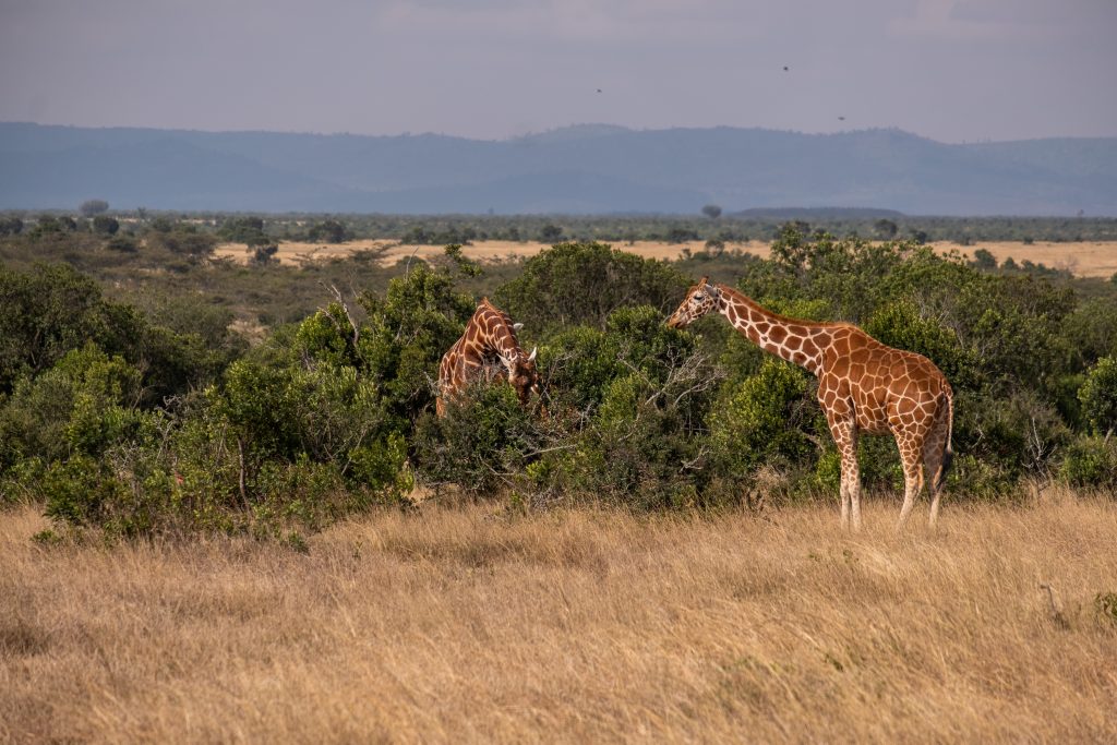 Luxury vs Budget Safari—Which One Is Right for You?