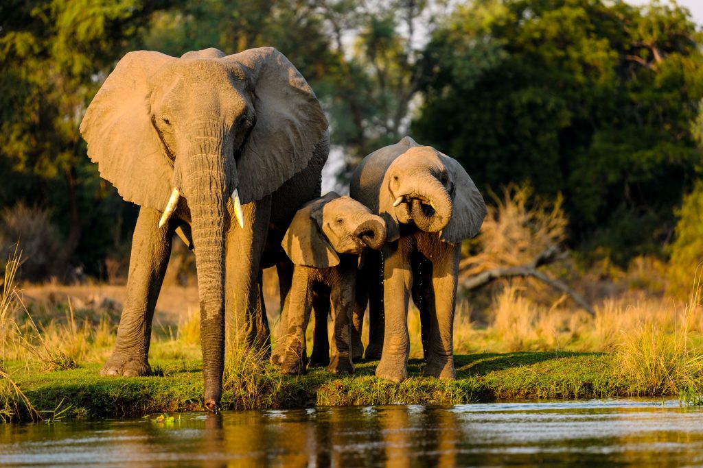 Safari Etiquette: Do’s and Don’ts on a Game Drive