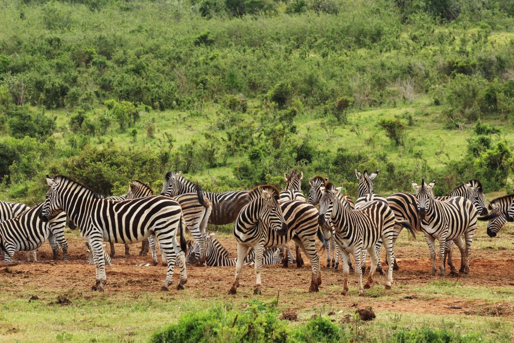 Top 7 Animals You Can Only Spot in Tanzania