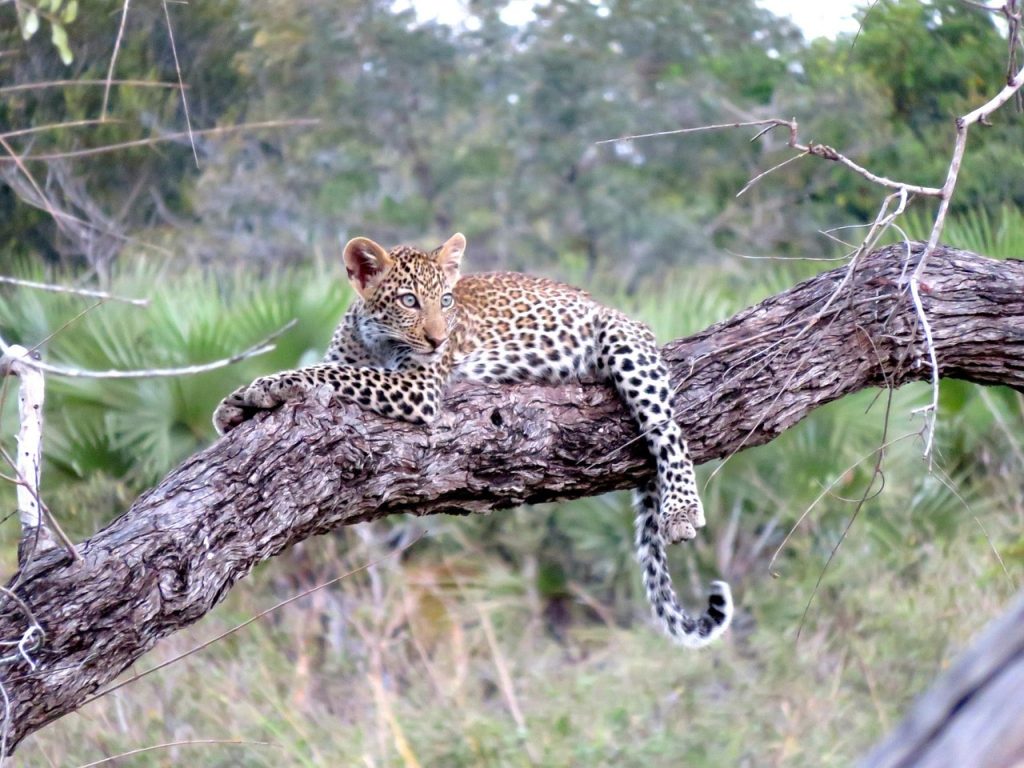 Eco-Friendly Travel in Tanzania: Tips for Responsible Tourism