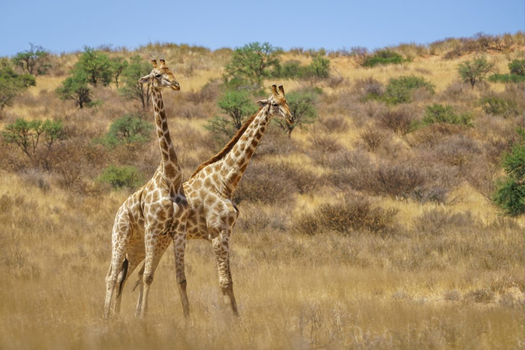 Why Tanzania Should Be Your Next African Destination