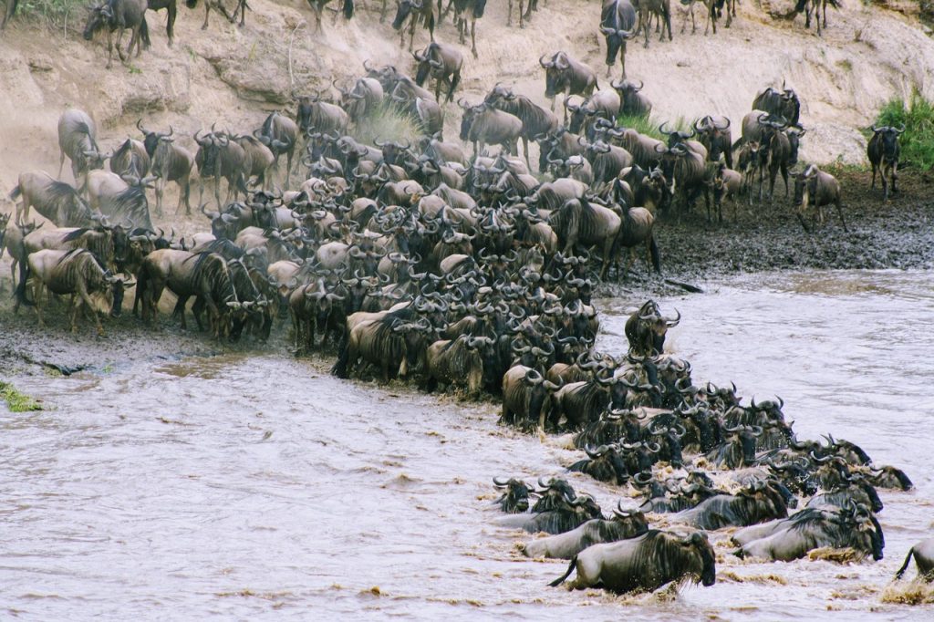 The Great Migration: Best Time and Best Places to Witness It